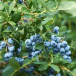 blueberries-150x150329331-1