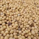 soybeans_inside-farmerjohn-grain-cart-by-larry-e1681244921674-150x1501469-1