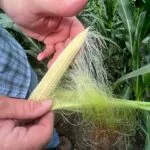 cornear_sd_july23-150x150586009-1