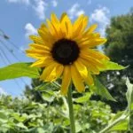 sunflower-150x150582278-1