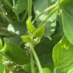 soybeansr-150x150190196-1