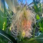 corn-silking_july09_23-150x15028549-1