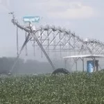pivot-irrigated-soybeans-hampton-7-14-150x150970208-1