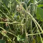 phytophthora-il-soybeans-stephanie-porter-e1690318105675-150x150942097-1
