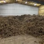 horseradish1-150x150667569-1