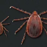 longhorned-ticks-150x150112982-1