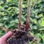 red-crown-rot-2-stephanie-porter-e1690381794861-150x15056540-1