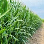 corn_iowa_07262023-150x15022054-1