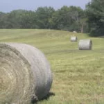 hay-field-iowa-6-12-150x150918304-1