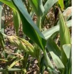sdsu-drought-corn-stand-150x15052429-1