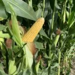 bb_corn_nwmissouri_2022-4-150x150485067-1