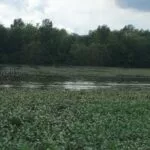 230804_floodedsoybeans_steveborcherding-e1691180144171-150x15059138-1