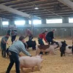 230803-swine-showmanship-at-wi-state-fair-cropped-150x150311042-1
