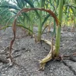 dry-corn_july0923-e1691421262774-150x150615592-1