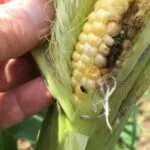 sweetcorn_sapbeetledamage_steveborcherding-e1691432565318-150x150317626-1