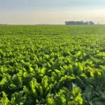 southern_mn_sugarbeets2-150x150981766-1