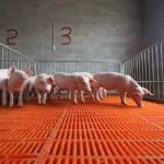wean-pigs-150x150602197-1
