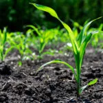 moreearlycorn-150x150127620-1