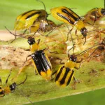 westerncornrootwormadult-150x150177967-1