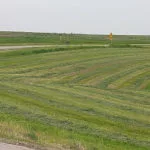 hay1-150x150262720-1
