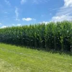 bb-corn-iowa-august-2023-2-150x150839351-1