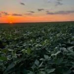 soybeans_mo_2022-e1691093656421-150x150653710-1