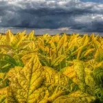 h2014-indiana-tobacco-150x15019240-1