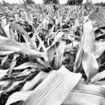 v7_corn_bw-e1688561278387-150x150136419-1