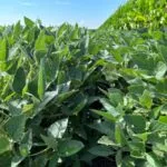 bb-soybeans-iowa-august-2023-150x150886688-1