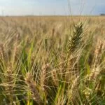 sd-wheat_2-150x150133776-1