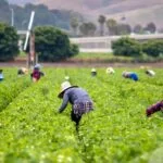 immigrantlabor-150x150260710-1