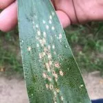 tar-spot-complex-with-fish-eye-symptoms-150x1509677-1