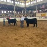 grand-champion-steer_msf_2023-e1692376267689-150x150243059-1
