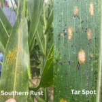 southern-rust-and-tar-spot-e1692380439741-150x150884398-1