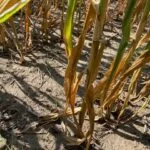 230824_corn_drought_md-150x150197346-1