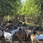 230824_goat_grazing_md-150x150158111-1