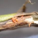 200701_soybeangallmidge_larvae_md-150x150848725-1
