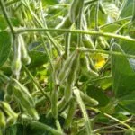 soybeans-with-pods-150x150880951-1