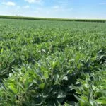 bb-soybeans-iowa-august-2023-2-150x150242296-1