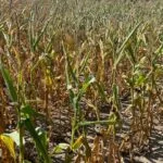 230823_corn_stress_md-150x150280400-1