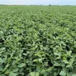 071223-soybeans-sd-mitchell-150x150790857-1