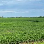soybeans_nwmn_july2023-e1690832628857-150x150796306-1