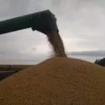 harvest-150x150541066-1