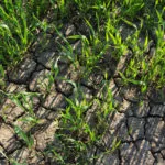 wheatdrought-150x150423566-1