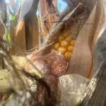 corn_il_lateaug2023_1-150x150960601-1