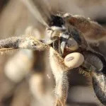 soybeans-before-harvest-150x150639454-1