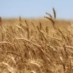 wheat-field-ripe-150x150759655-1