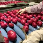 potato-sorting_2021-150x150995667-1