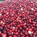 cranberries-150x150103885-1