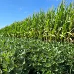 bb-corn-soybeans-iowa-august-2023-150x150851016-1
